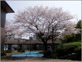 柏葉会館前の桜（平成17年4月8日）