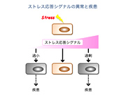 Division of Cell Regulation