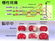Molecular Pharmacology