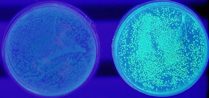 GFP01.jpg