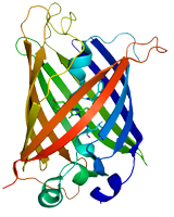 GFP