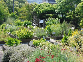咲き乱れる薬草とシーボルト記念植物園