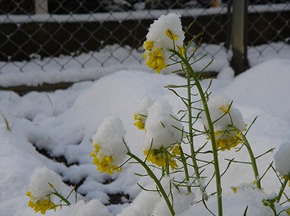 雪景色４