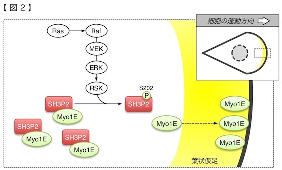 細胞制御学分野