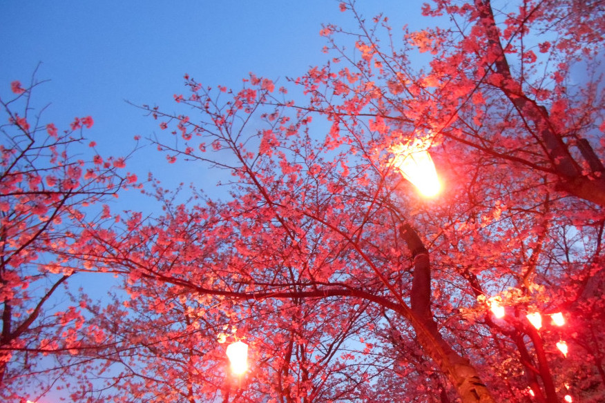 花見2019