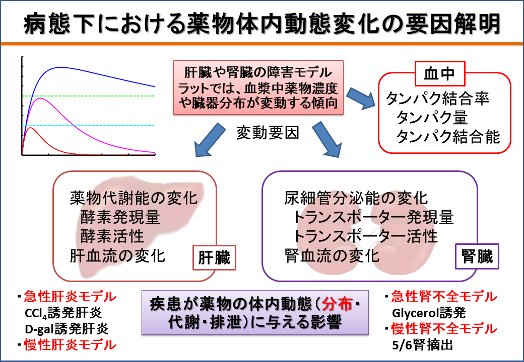 薬物体内動態変化