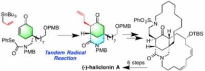 OL2020-haliclonin.jpg