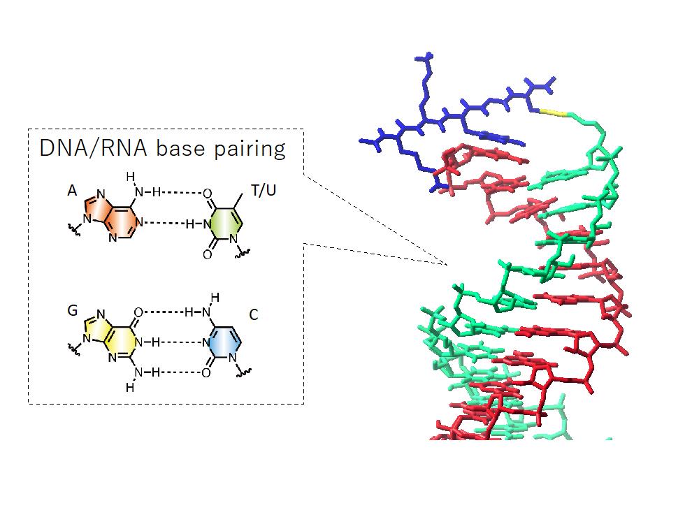 Chemistry of Biofunctional Molecules